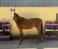 Vente de cheval : Newton de Molion